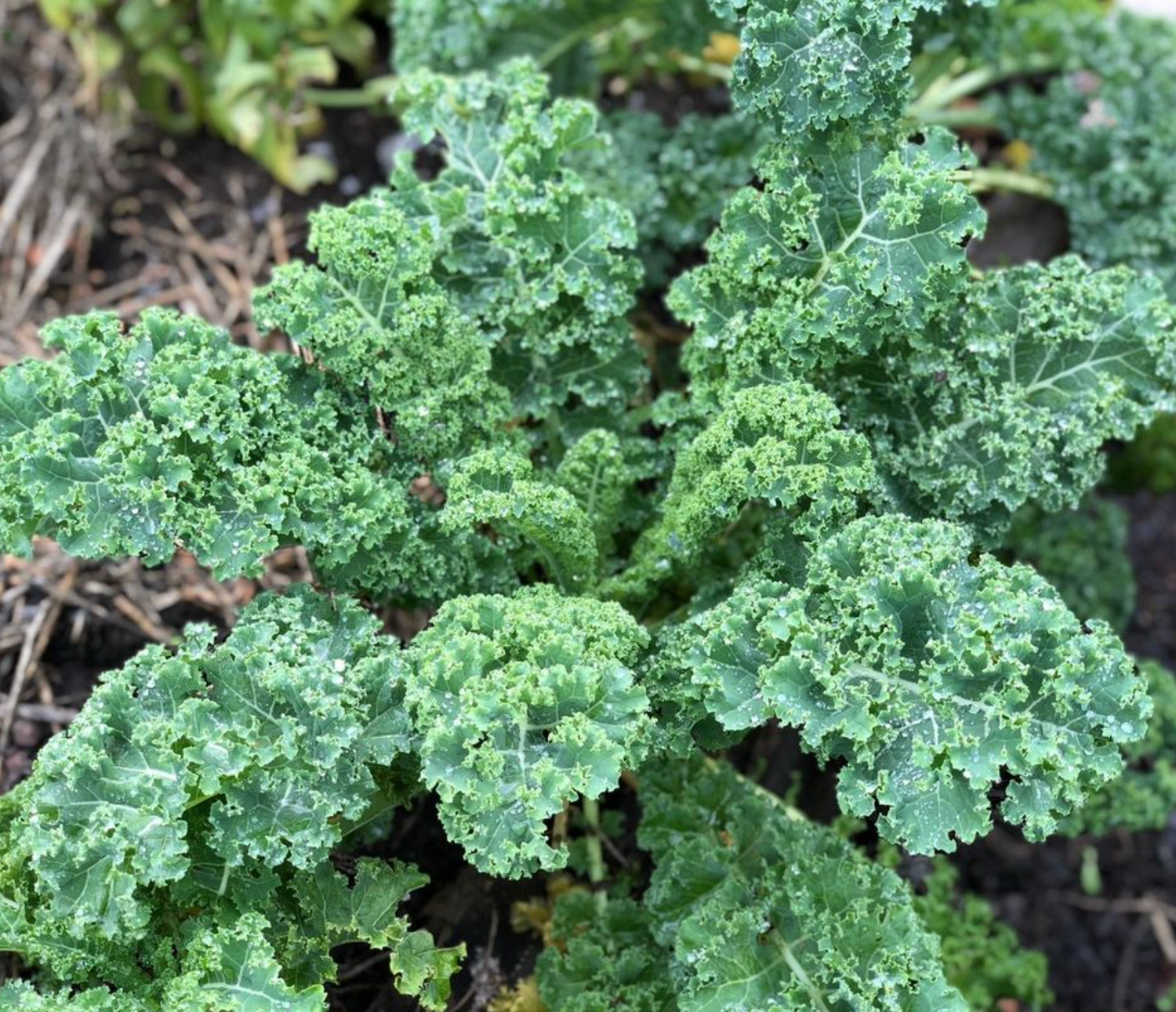 Prizm Hybrid Kale Seeds | Frilly Dark-Green Award-Winning Kale – Heirloom, Non-GMO, High Germination Organic Garden Seeds