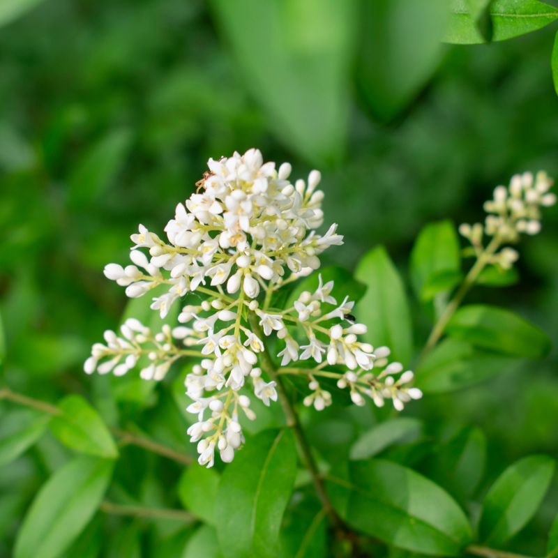 Heirloom Non-GMO White Privet Flower Seeds for Planting – Fragrant Blooms for Hedges and Ornamental Gardens for planting in your garden.