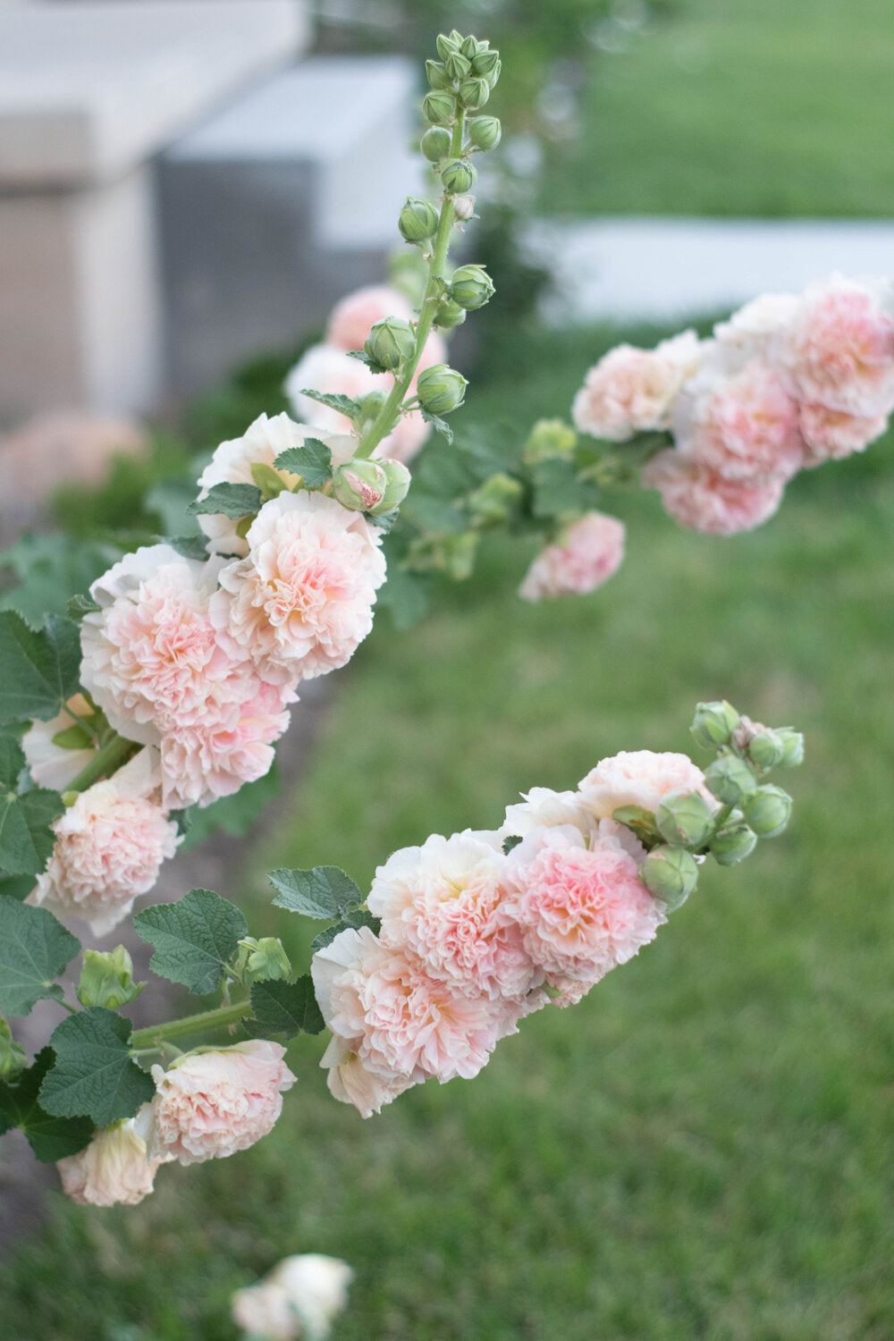 Hollyhock Seeds - Majorette Double Champagne