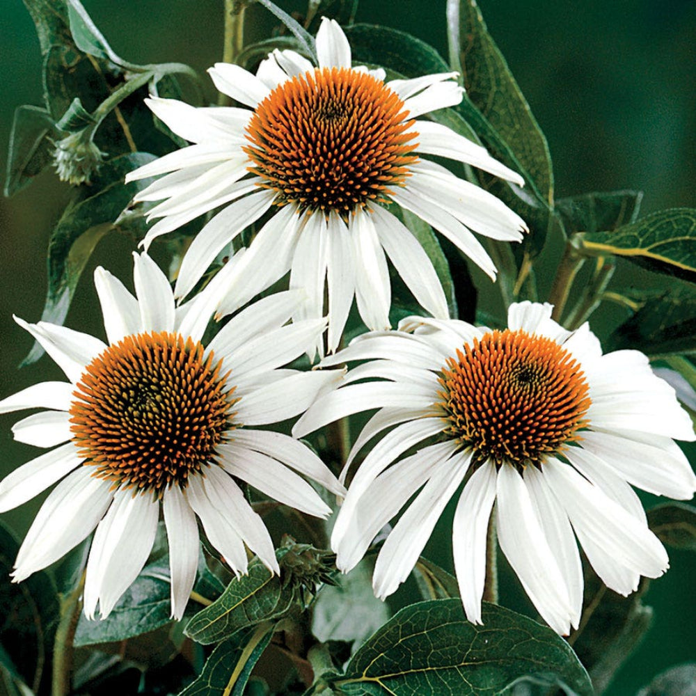 Echinacea White Swan Seeds for Planting - Botanical Interests – Heirloom, Non-GMO, Perennial, Pollinator-Friendly