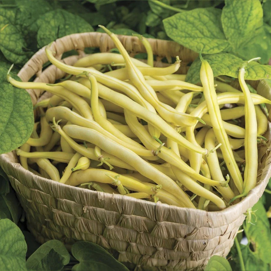 Rocdor Bush Bean Seeds Heirloom Non-GMO High Germination Organic Garden Seeds