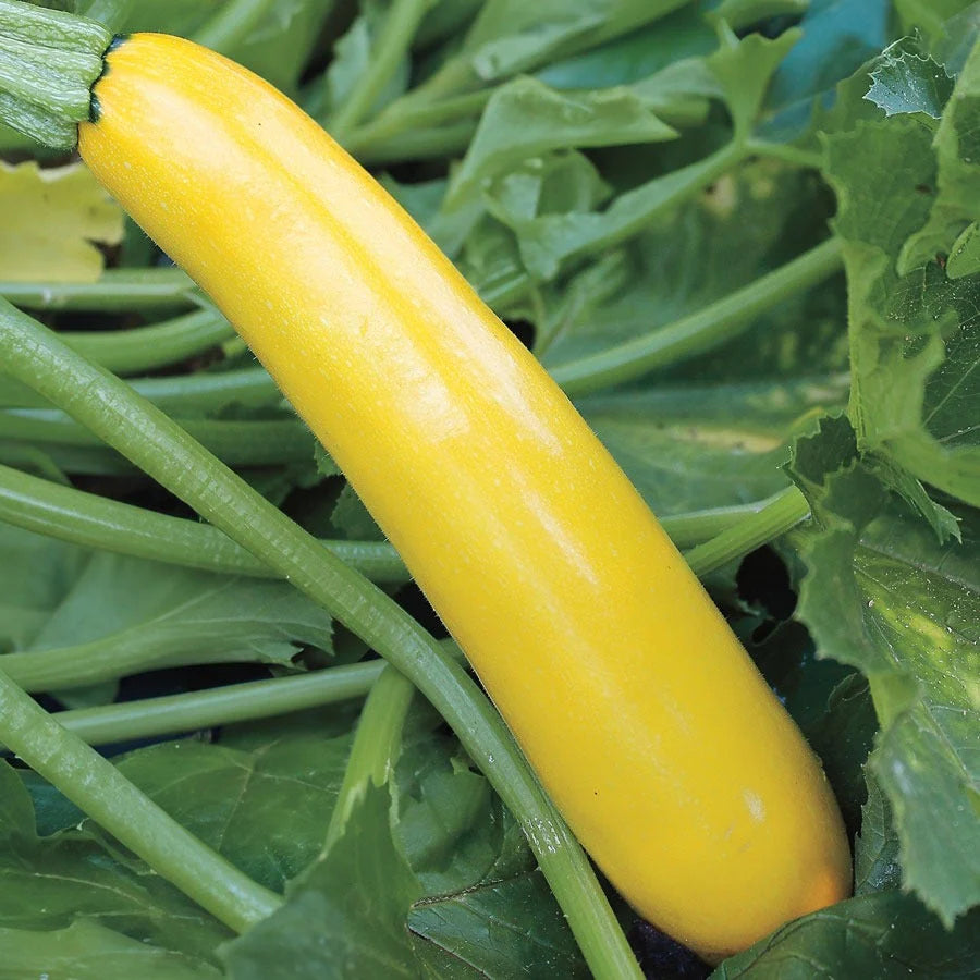 Gold Rush Hybrid Squash Seeds | Golden Straightneck Summer Squash – Heirloom, Non-GMO, High Germination Organic Garden Seeds