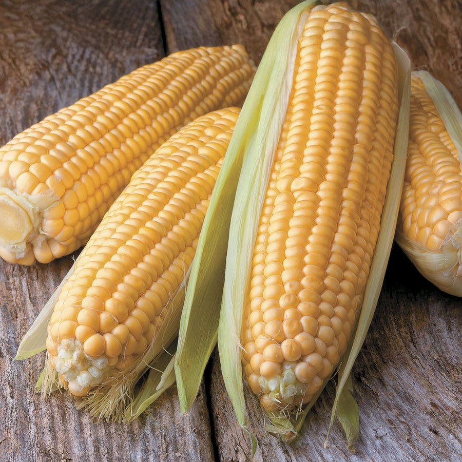 Avalon Triplesweet Hybrid Corn Seeds | Extra-Sweet Yellow Triple-Sugar Corn – Heirloom, Non-GMO, High Germination Organic Garden Seeds