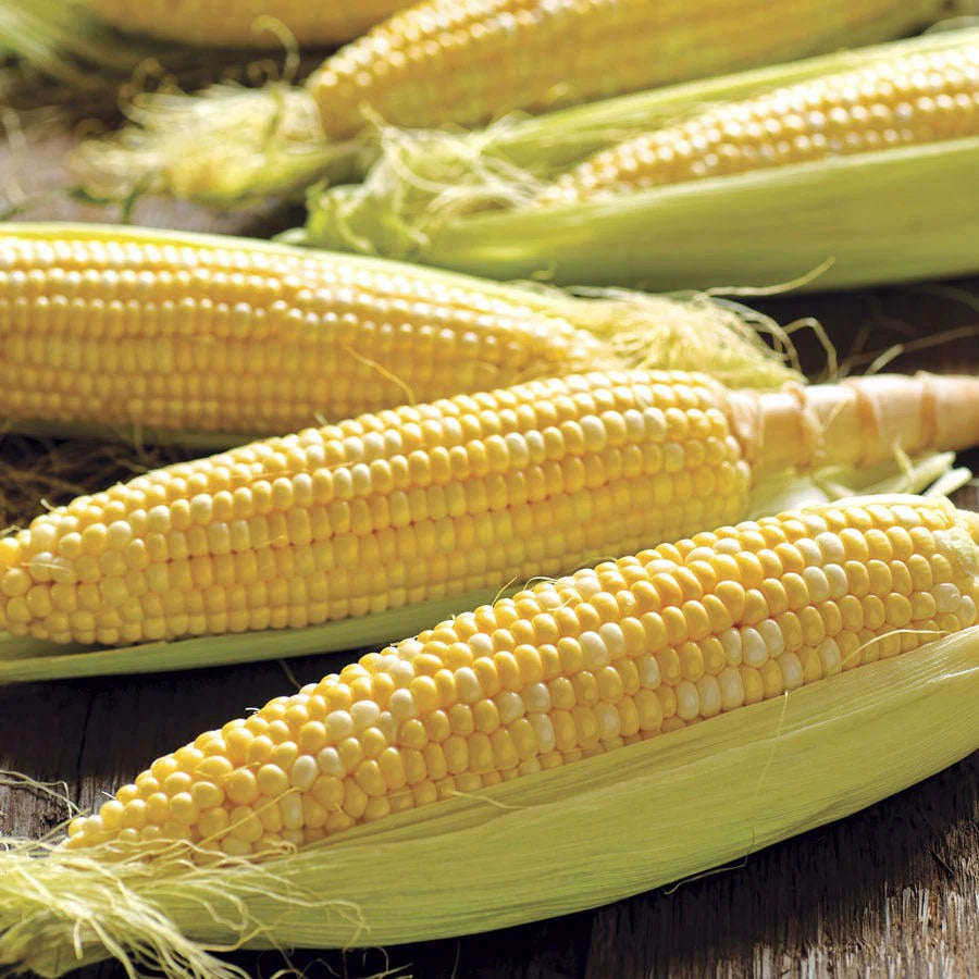 Honey ’N Pearl Hybrid Corn Seeds | Extra-Sweet Early Bicolor Corn – Heirloom, Non-GMO, High Germination Organic Garden Seeds