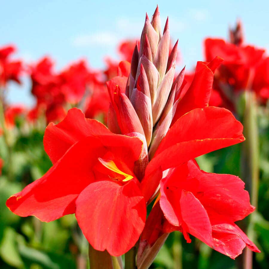 Canna Flower Seeds for Planting – Tropical Bold Garden Blooms