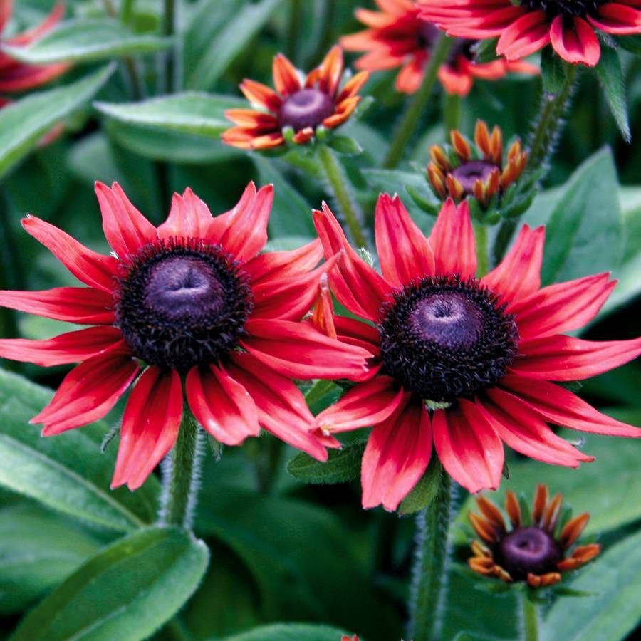 Burgundy Rudbeckia Flower Seeds Rudbeckia hirta for Butterfly Garden Planting