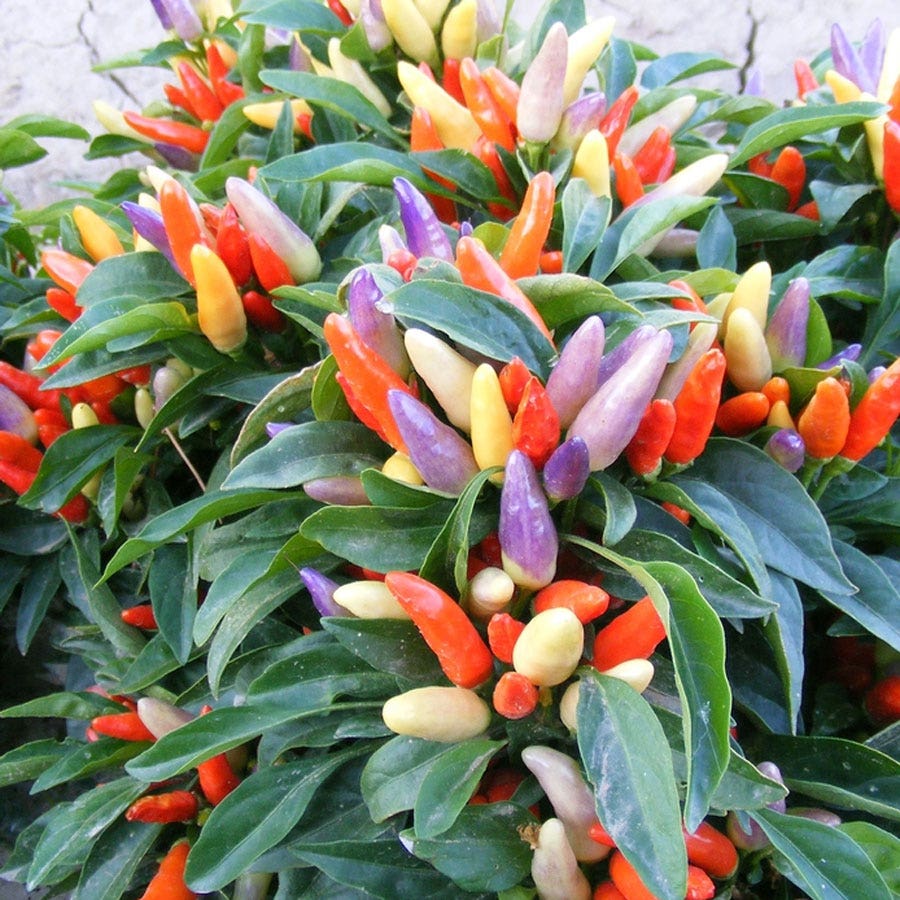 Shu Ornamental Pepper Seeds | Compact Color-Shifting Ornamental Peppers – Heirloom, Non-GMO, High Germination Organic Garden Seeds