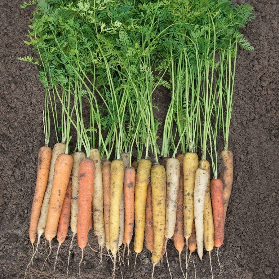 Rainbow Hybrid Carrot Seeds | Multi-Color Carrot Mix – Heirloom, Non-GMO, High Germination Organic Garden Seeds