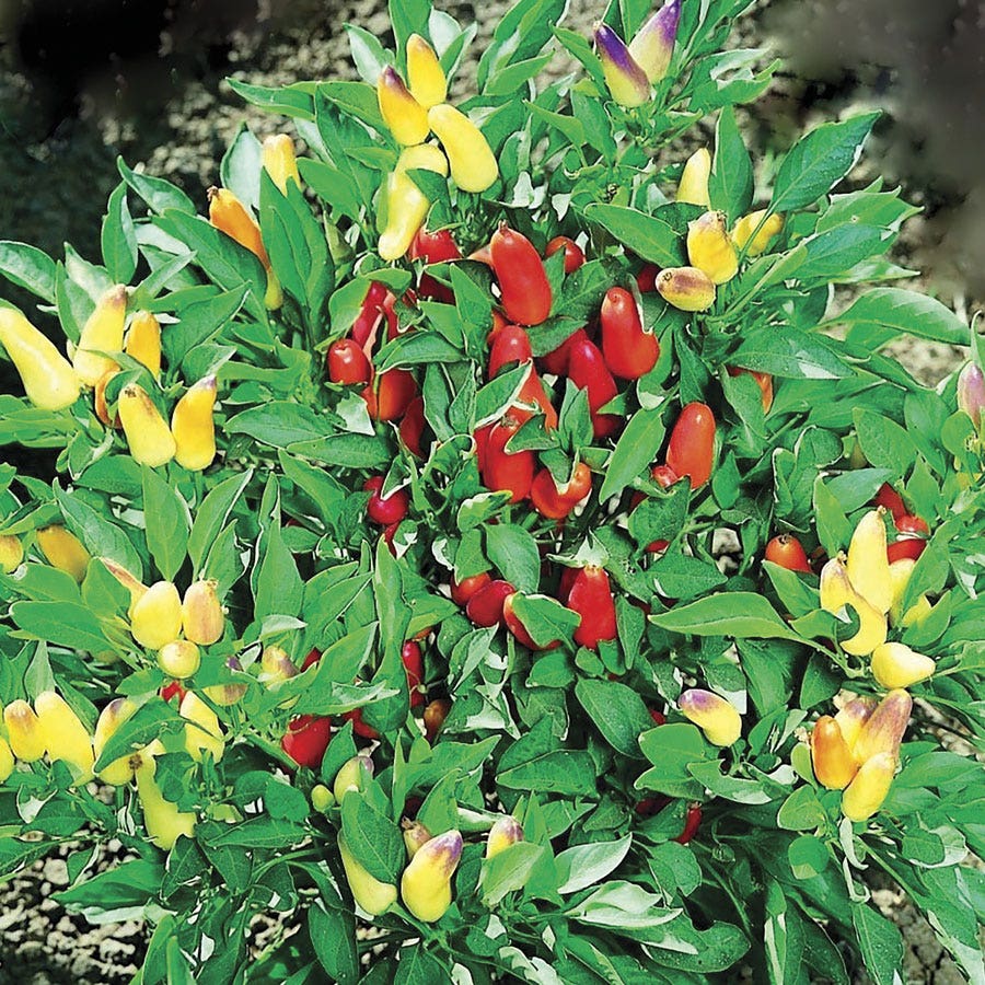 Pretty N Sweet Hybrid Ornamental Pepper Seeds | Multi-Color Compact Snacking Peppers – Heirloom, Non-GMO, High Germination Organic Garden Seeds