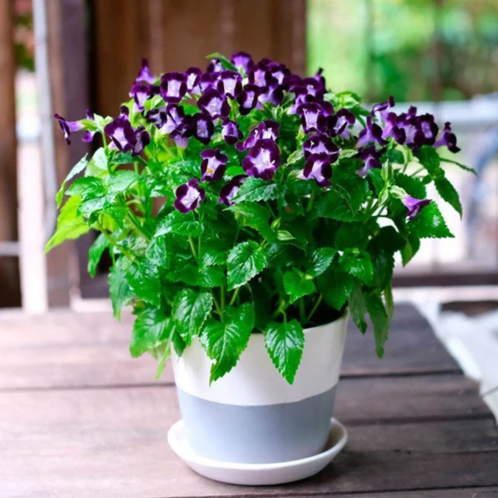 Mixed Torenia Flower Seeds for Planting - NON GMO Seeds