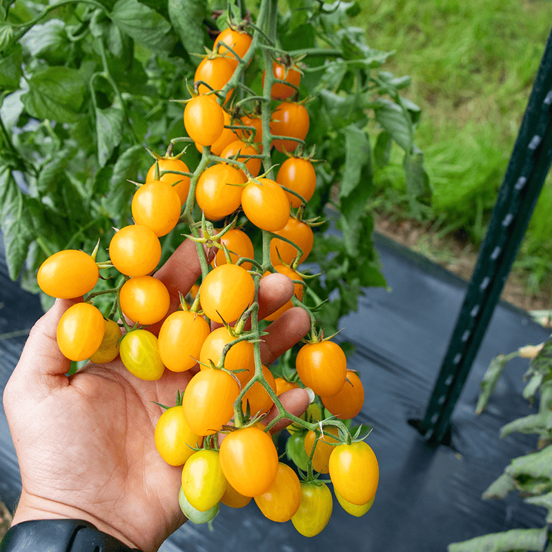 Yellow Grape Tomato Seeds for Planting