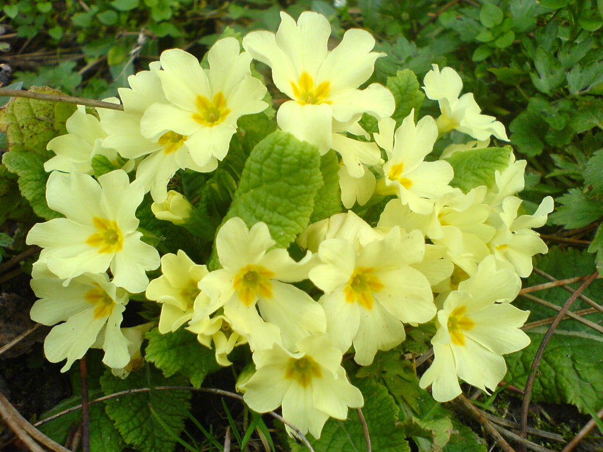 Europe Primrose Primula Vulgaris Flowering Seeds For Planting