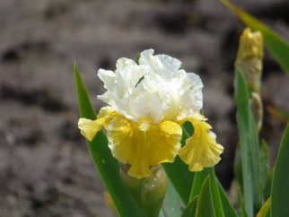 Protocol Intermediate Iris