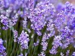 Beautiful image of a Provence French Lavender field, known for its strong aromatic herb qualities.