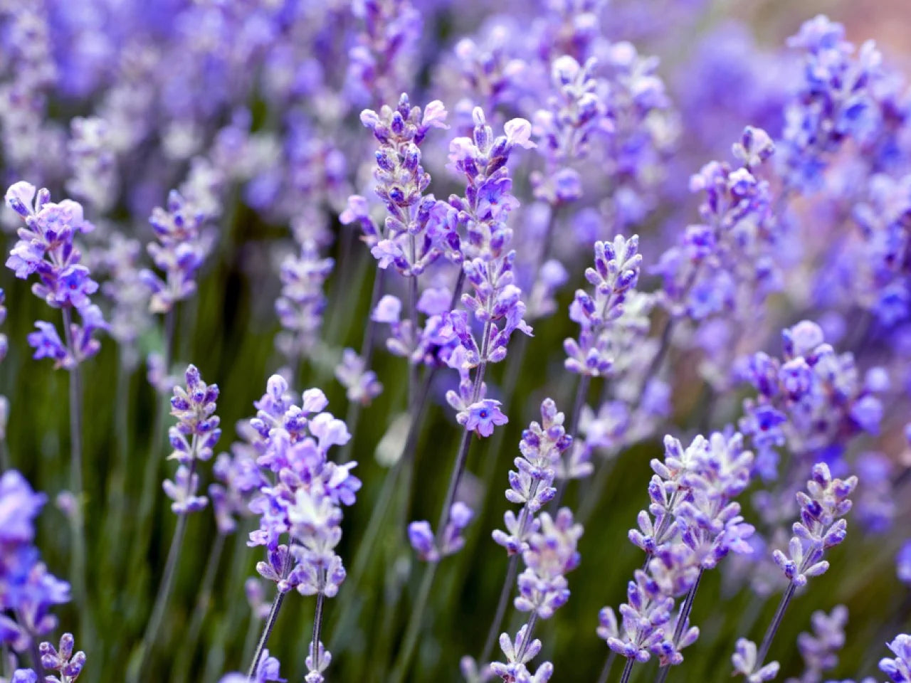 Beautiful image of a Provence French Lavender field, known for its strong aromatic herb qualities.