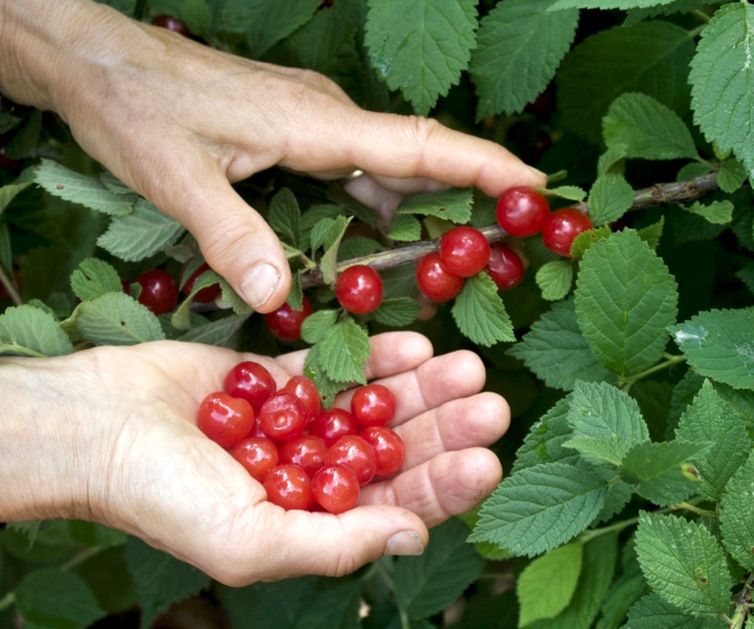 Manchurian Cherry (Prunus maackii) Seeds