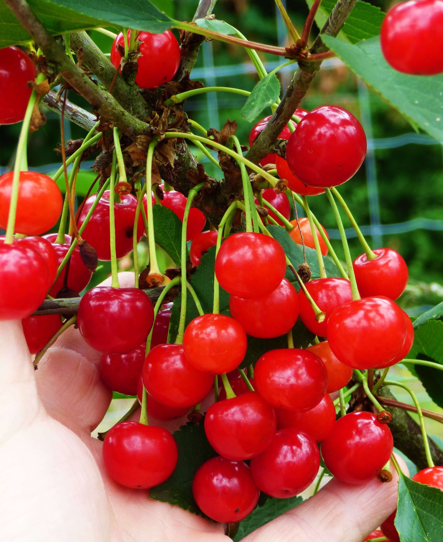 Cornelian Cherry (Cornus mas)