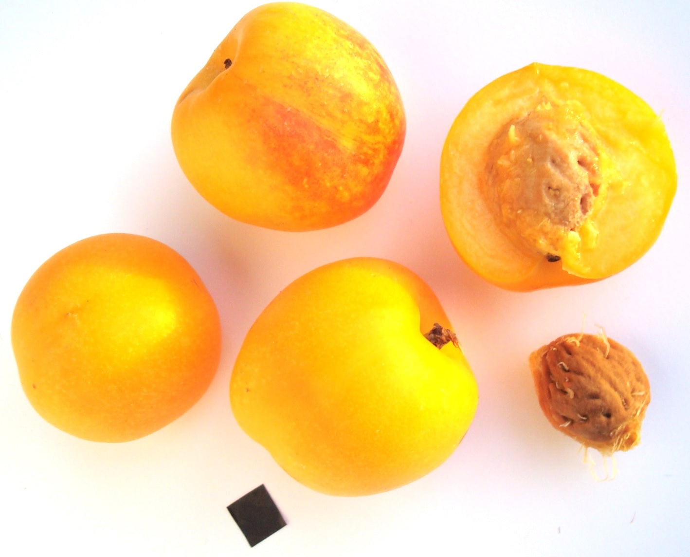 Nectacot (Prunus) Seeds