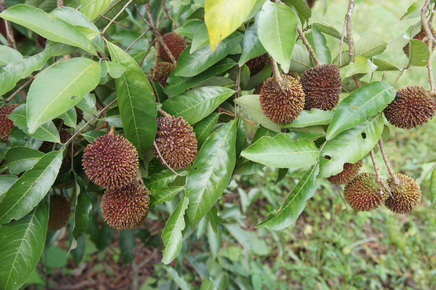 Pulasan (Nephelium ramboutan-ake) – Tropical Sweet and Juicy Fruit