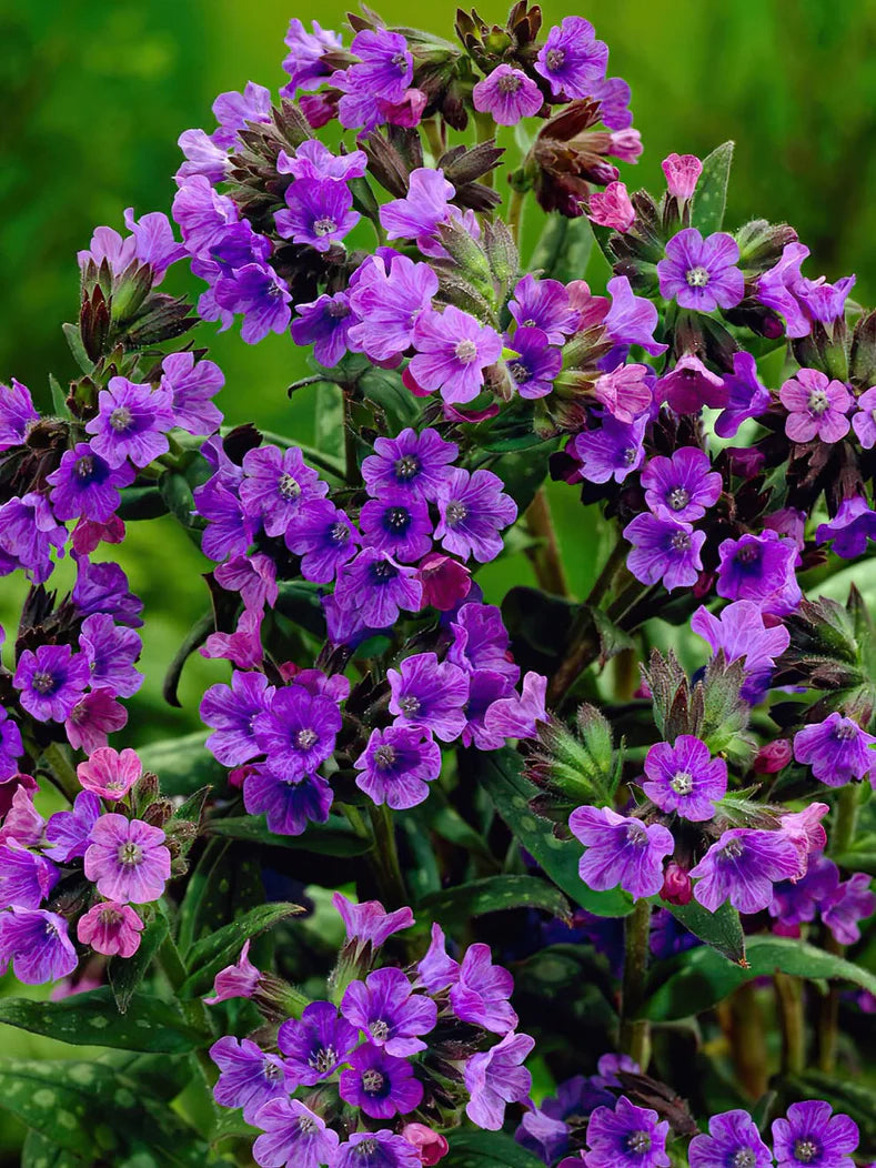 Pulmonaria Lungwort Pink Violet Flower Organic Heirloom Non-GMO Seeds for Planting