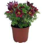 Pulsaltilla Pinwheel Dark Red Shades Imported heirloom non-gmo organic garden seeds
