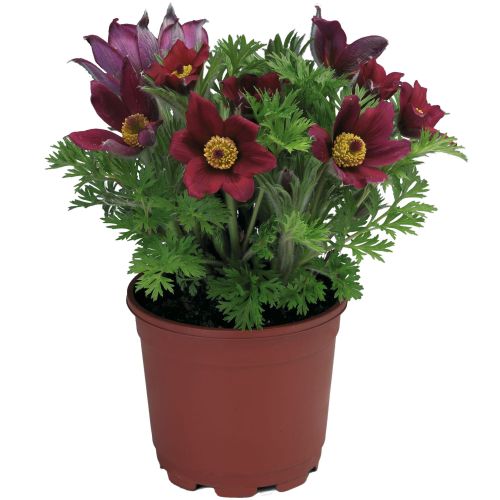 Pulsaltilla Pinwheel Dark Red Shades Imported heirloom non-gmo organic garden seeds