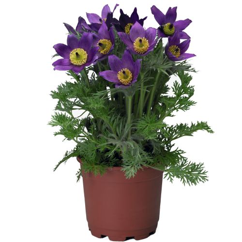 Pulsaltilla Pinwheel Violet Shades Imported heirloom non-gmo organic garden seeds
