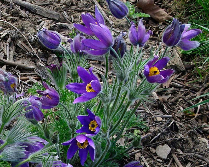 Violet Anemone Pulsatilla Purple Pasque Flower Seeds