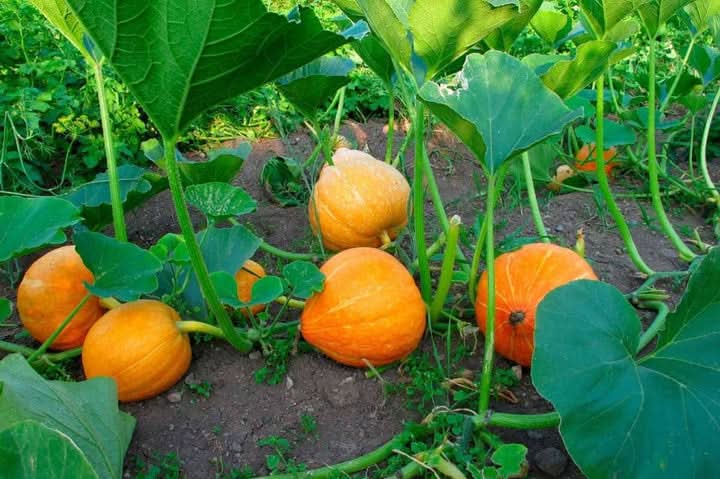 Jamaican Pumpkin Vegetable Seeds for Planting - Heirloom & GMO Free Seeds
