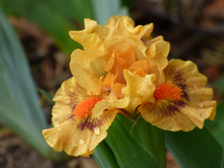 Pure Juice Dwarf Iris