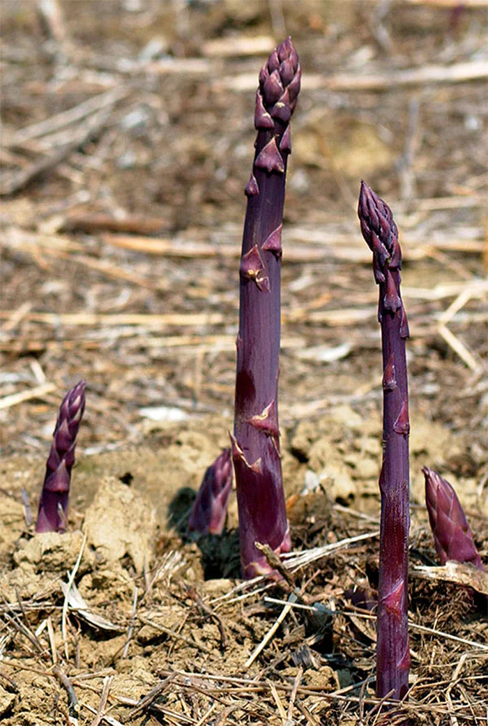 Asparagus Purple Passion