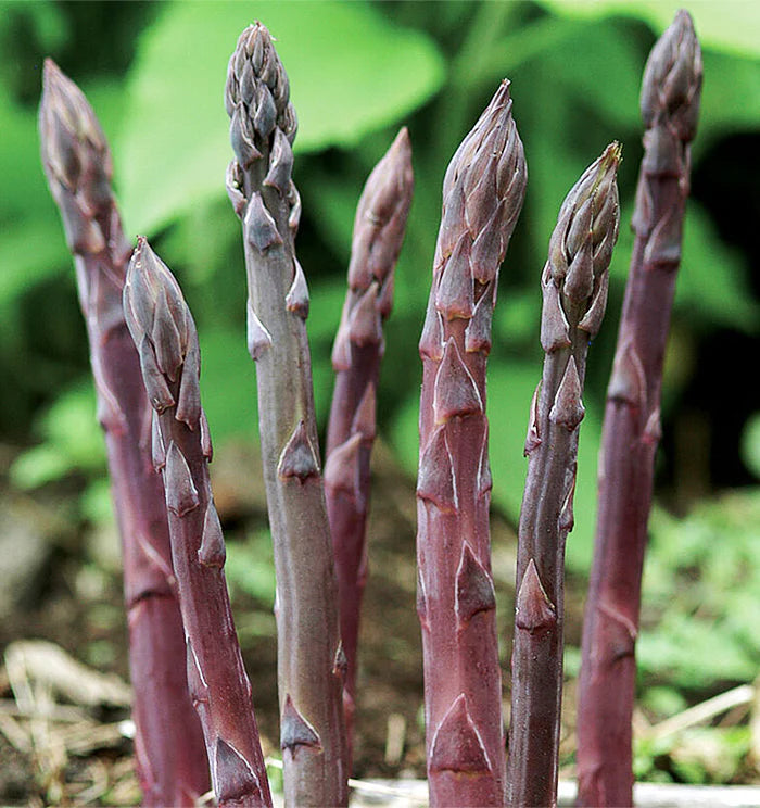 Asparagus Purple Passion