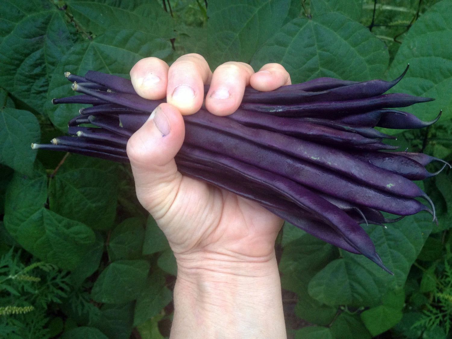 Violet Pole Bean Seeds for Planting