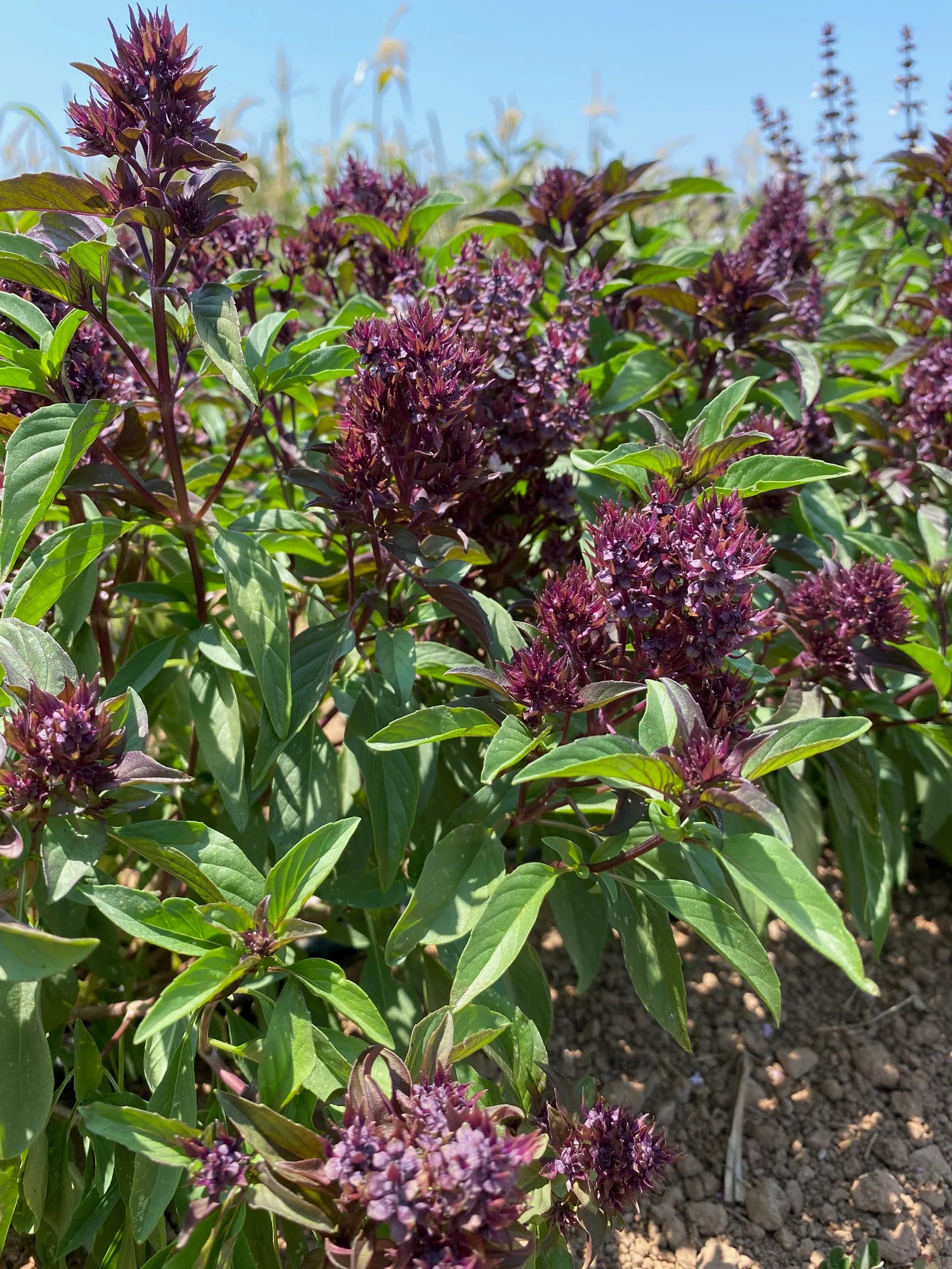 Purple Stem Basil seeds, ornamental herb for urban garden and sunny containers