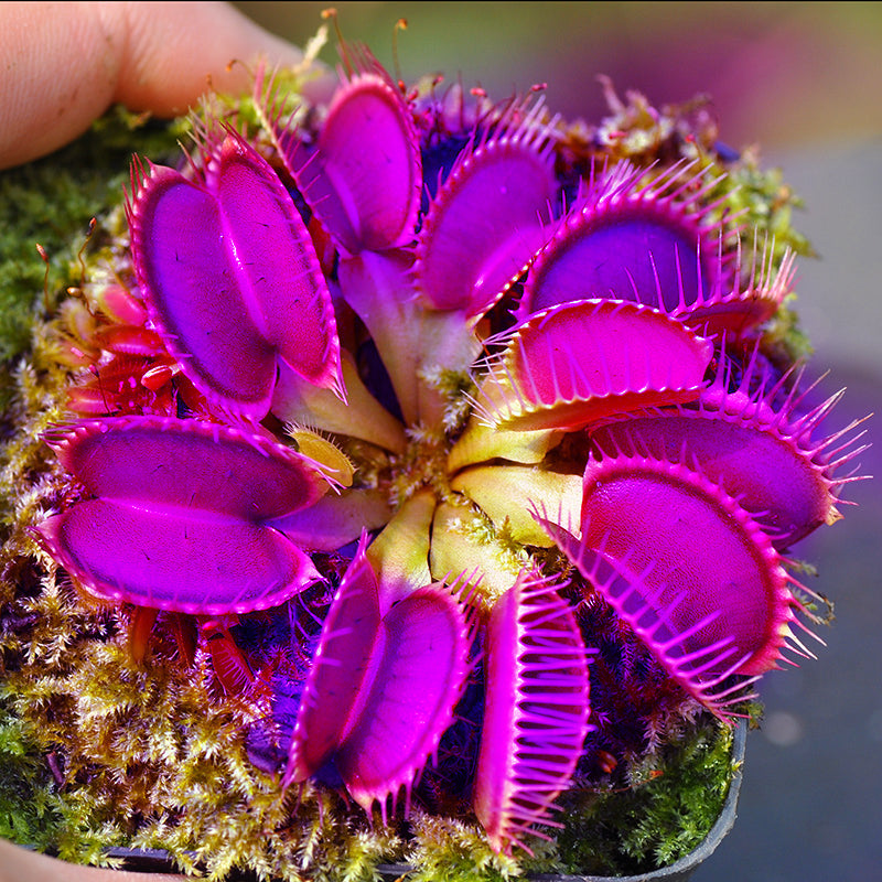 Purple Venus Flytrap planting guide, care for carnivorous plant seeds