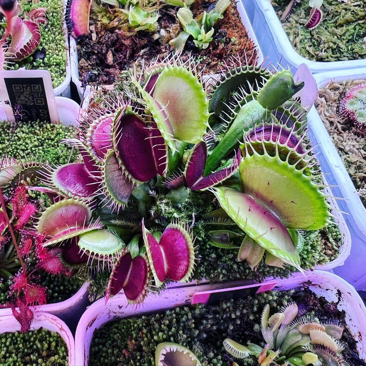 Purple Venus Flytrap seeds, exotic carnivorous plant for specialist collection