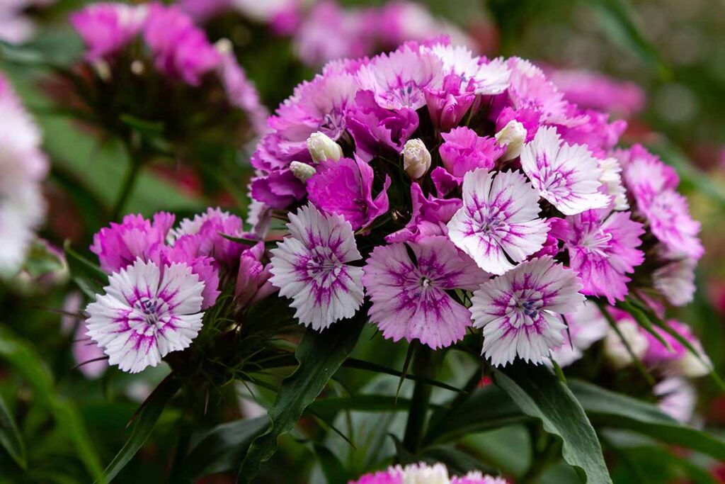 Dianthus Dianthus Barbatus Pink Sweet William Flower Seeds for Planting – Bright Blooms for Pollinator Gardens and Borders