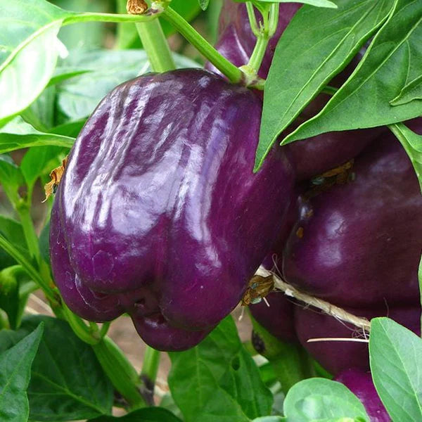 Sweet Pepper Seeds - Purple Beauty