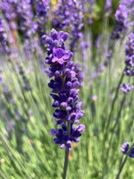 Lavender Provence Flower Seeds for Planting - NON GMO Seeds Dhara Seeds