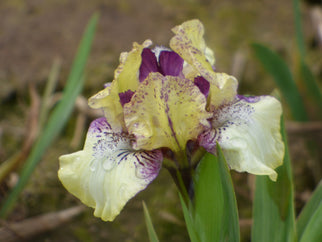 Purple Paws Dwarf Iris