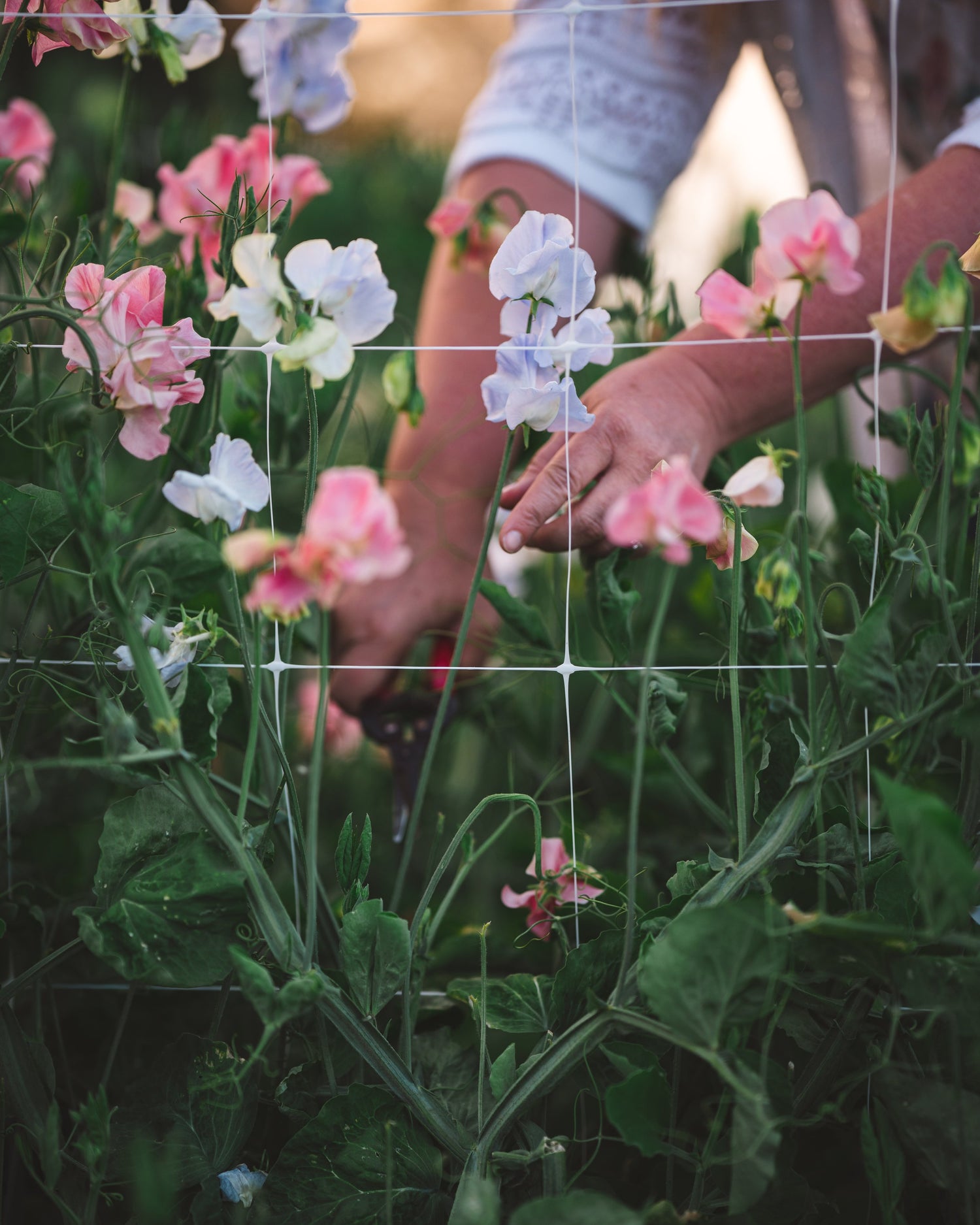 Royal Family Mix Sweet Pea