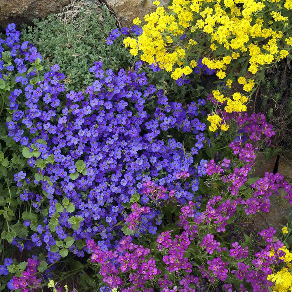 Vibrant purple and pink Rock Cress flowers cascading over a sunny stone garden wall.
