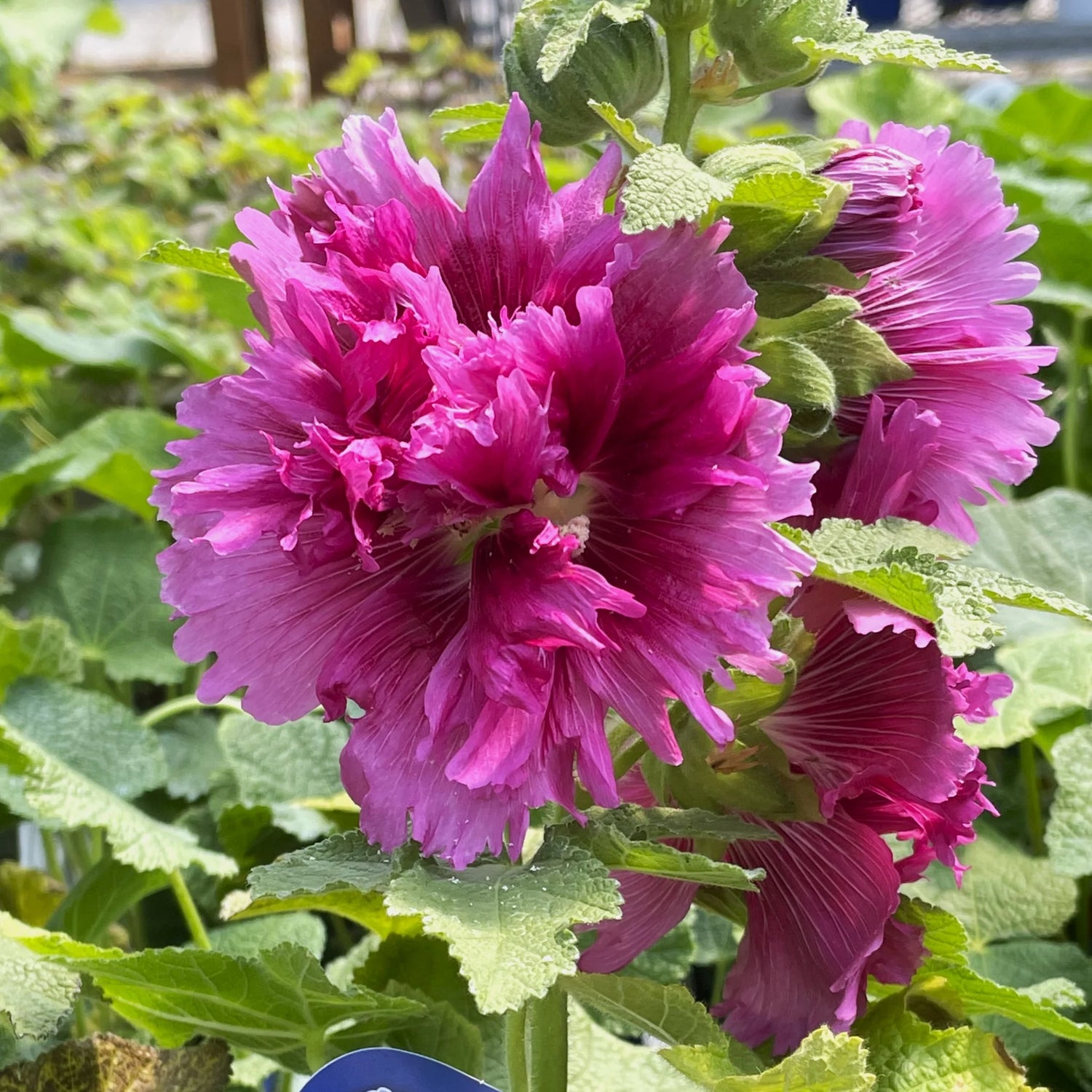 Hollyhock Seeds (Dwarf) - Queeny Purple