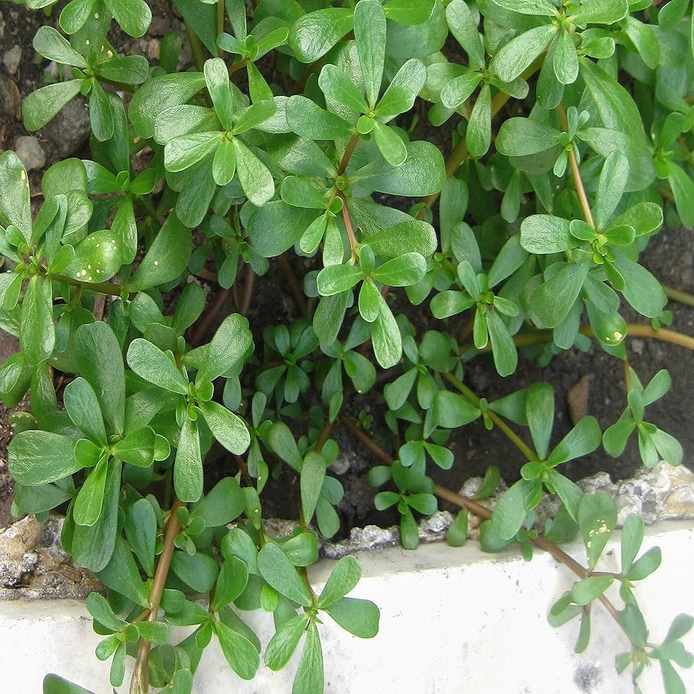 Purslane vegetable seeds_packet_edible leafy greens