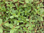 Purslane_edible leafy greens_in_salad mixes_recipe