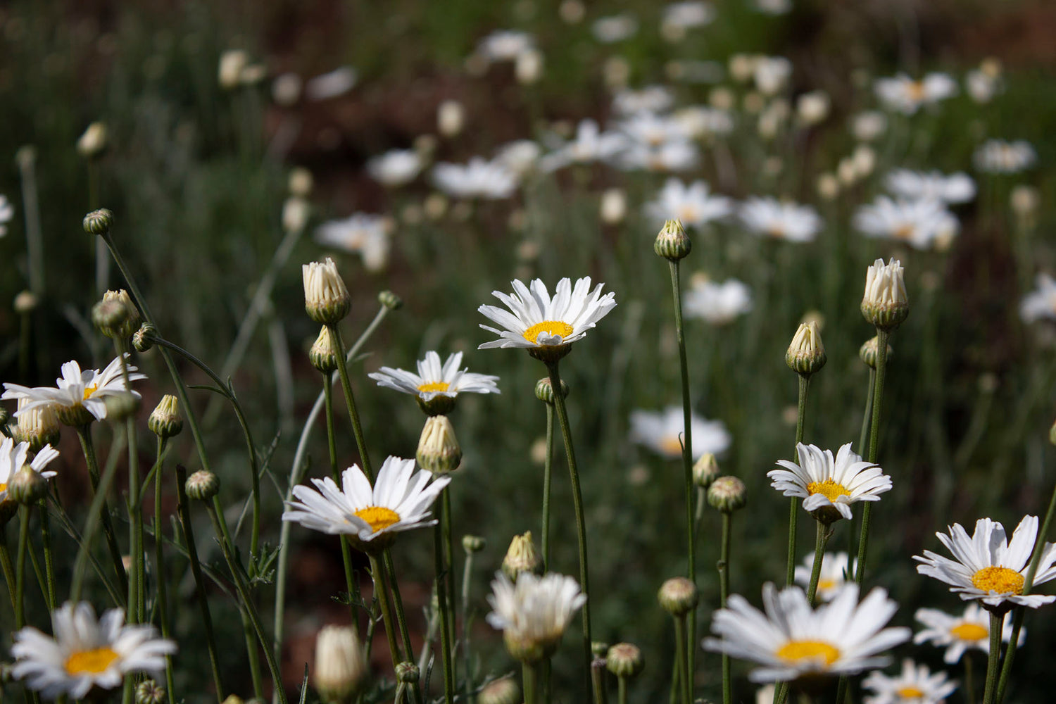 Pyrethrum Seeds