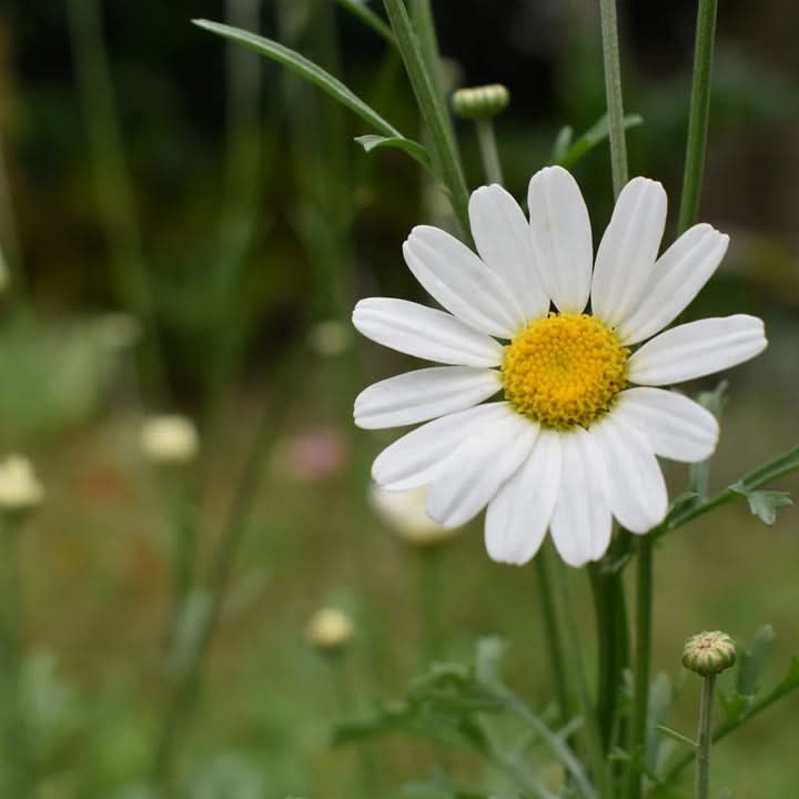 Pyrethrum White Yellow Flowering Seeds For Ornamental collections for your Gardening Maintenance