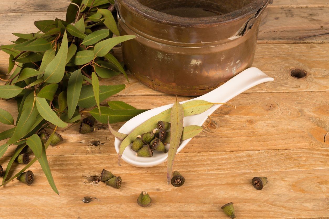 Eucalyptus Plant Seeds – Fresh, Aromatic Leaves-Heirloom & Non-GMO Seeds for planting – Fresh Herb for Your Garden