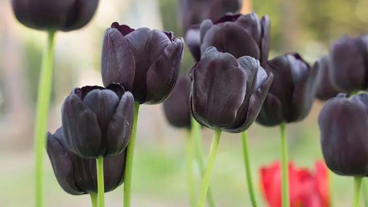 Black Tulip Flower Seeds for Planting - Heirloom & Non-GMO Seeds for Beautiful Home Garden Dhara Seeds