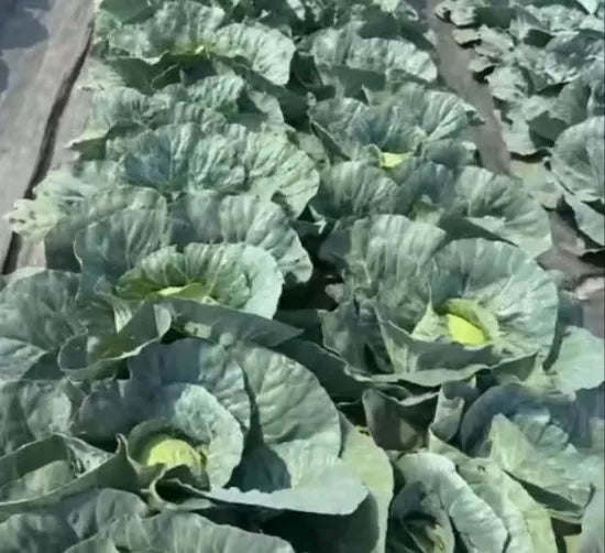 Quality Mid Maturity Cabbage For Sustainable Farming heirloom non-gmo organic garden seeds